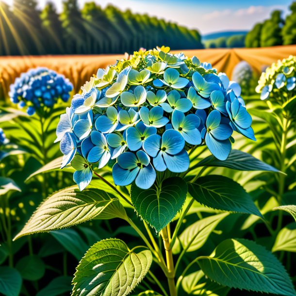 Pic of a wheat hortensia