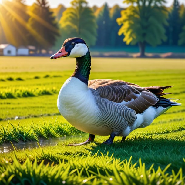 Image of a swimming of a goose on the field