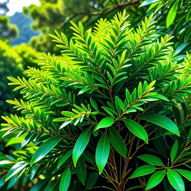 Boceto de un mirto verde