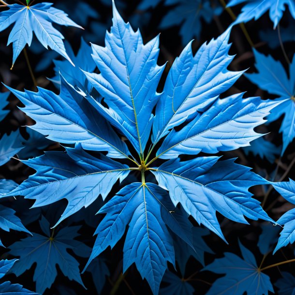 Picture of a blue maple