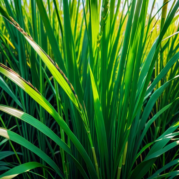 Depicting of a green reed