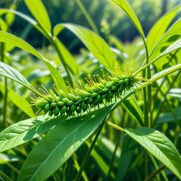 Esboço de uma ervilha verde dodder