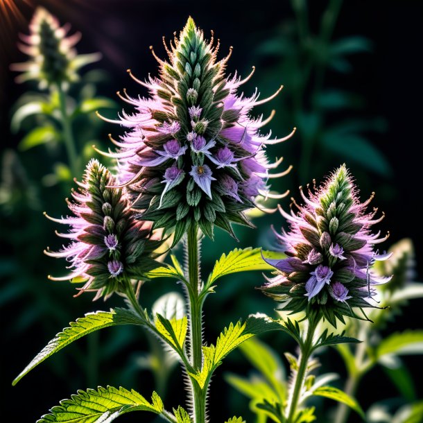 Pic of a charcoal motherwort