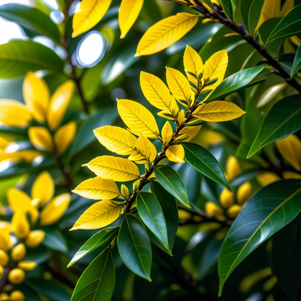 Pic of a yellow laurel