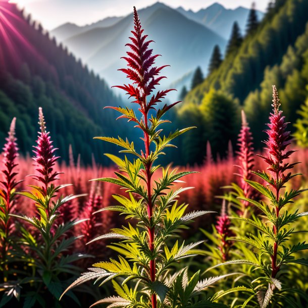 Photography of a red mugwort